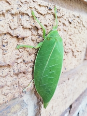 Zabalius ophthalmicus