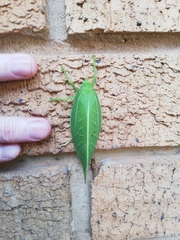 Zabalius ophthalmicus