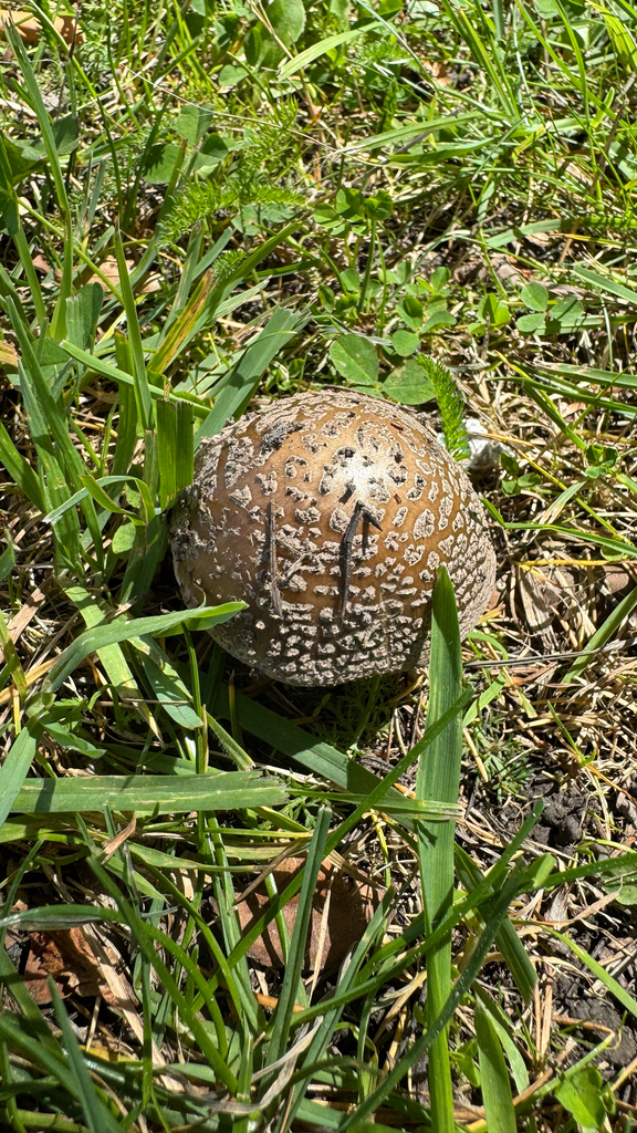 Amanita excelsa spissa · February 2026 · photo: © frankashwood (iNaturalist, cc-by)