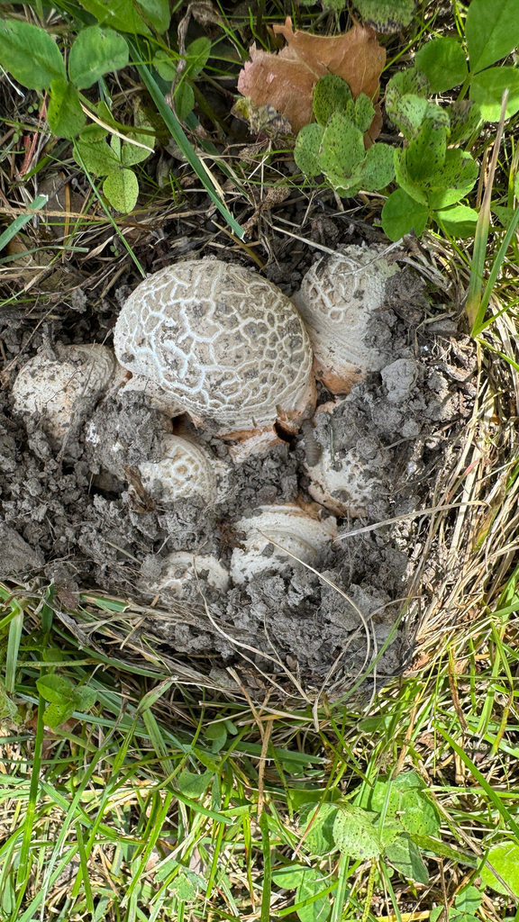 Amanita excelsa spissa · February 2026 · photo: © frankashwood (iNaturalist, cc-by)
