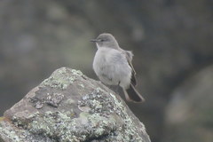 Muscisaxicola cinereus