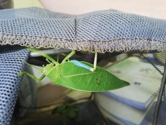 Zabalius ophthalmicus