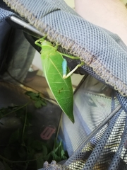 Zabalius ophthalmicus