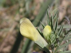 Vicia lutea