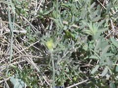 Vicia lutea
