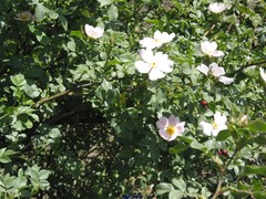Rosa corymbifera