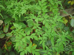 Jasminum officinale