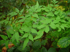 Jasminum officinale