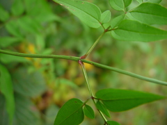 Jasminum officinale