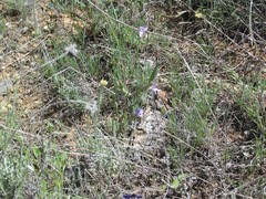 Campanula rapunculus