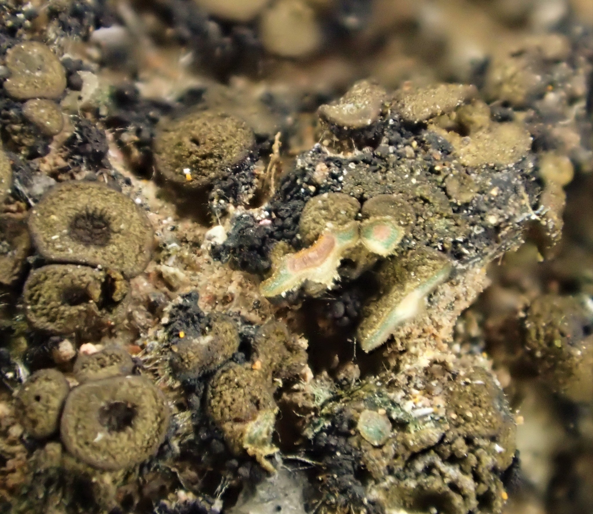 Peltula patellata image