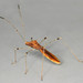 Berytidae - Photo (c) janet graham, μερικά δικαιώματα διατηρούνται (CC BY)