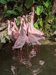 Phoenicopteridae