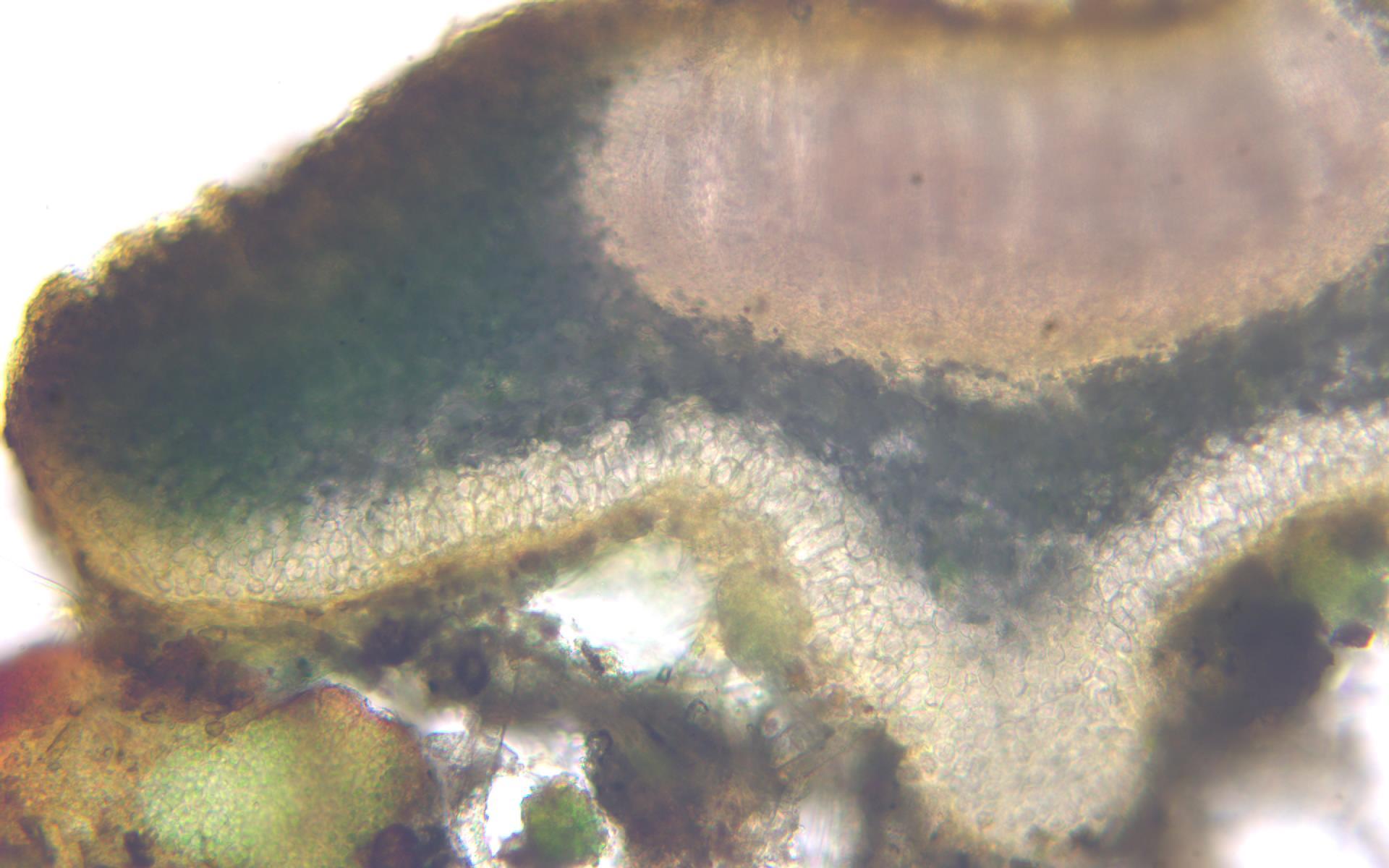 Peltula patellata image