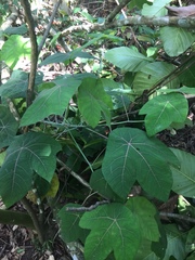 Macaranga griffithiana