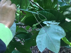 Macaranga griffithiana