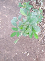Magnoliopsida
