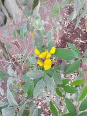Magnoliopsida