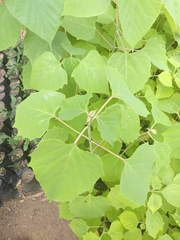 Magnoliopsida