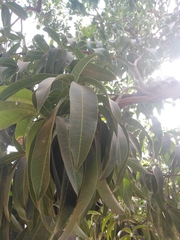 Magnoliopsida