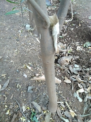 Magnoliopsida