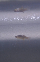Fundulus grandis