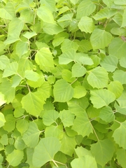 Magnoliopsida