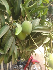 Mangifera indica