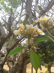 Plumeria