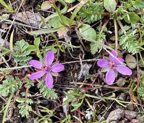 Redstem Stork's-bill
