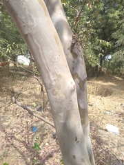 Angiospermae
