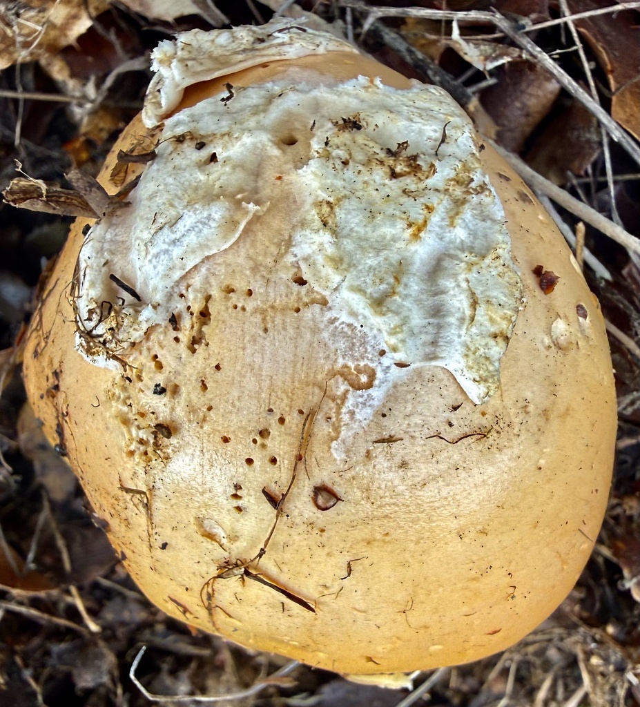Amanita velosa · February 2026 · photo: © hllrnnr (iNaturalist, cc0)