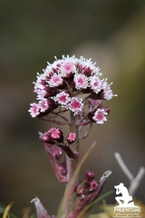 Petasites tricholobus