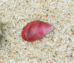 Septifer bilocularis