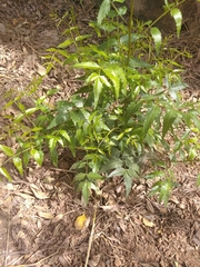 Magnoliopsida