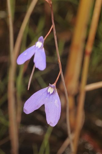 Dragonfly Bladderwort (Utricularia leptoplectra)