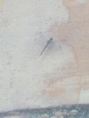 Anisoptera