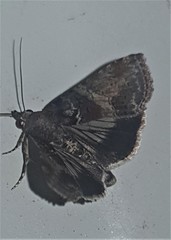 Lophoptera hemithyris