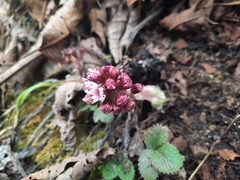 Petasites tricholobus