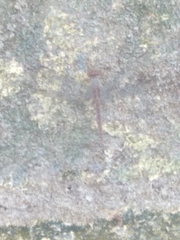 Anisoptera
