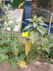 Turnera