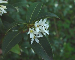 Osmanthus × burkwoodii
