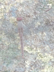 Anisoptera