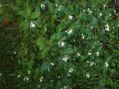 Osmanthus × burkwoodii