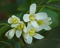 Osmanthus × burkwoodii