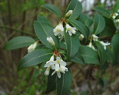 Osmanthus × burkwoodii