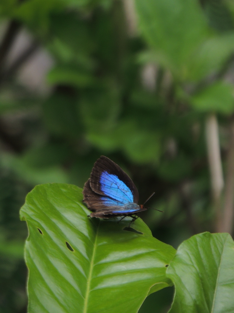 Plain Plushblue (Flos apidanus)
