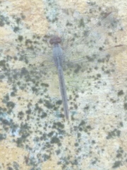 Anisoptera
