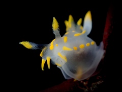 Polycera quadrilineata