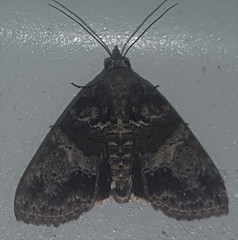 Lophoptera hemithyris